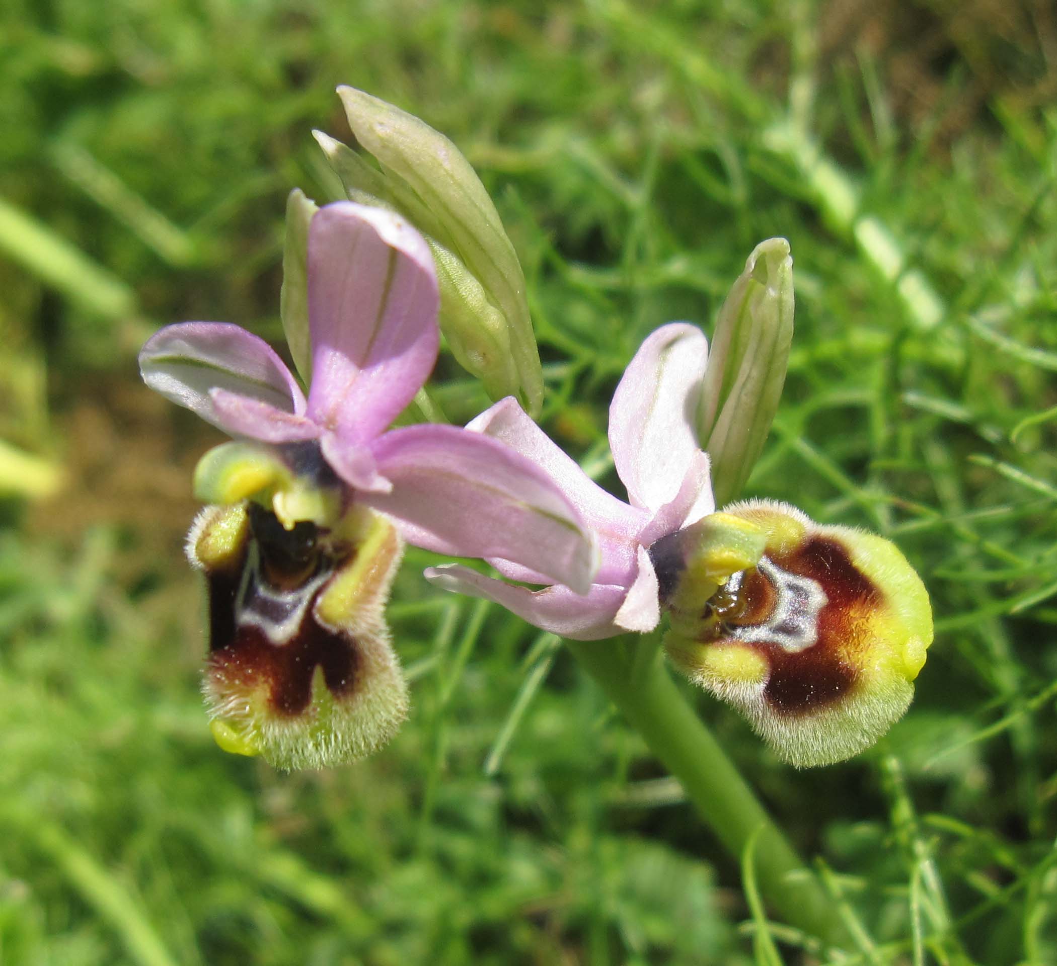 Ophrys tenthredinifera